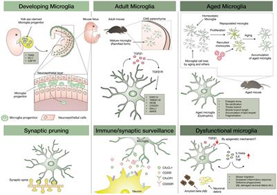 Aged Microglia in Neurodegenerative Diseases: Microglia Lifespan and Culture Methods